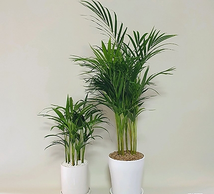 아레카야자 이국적인식물 인테리어 현관 선물용 키우기쉬운식물 이사 개업선물