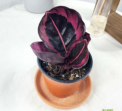 ]    Calathea Red Mojo Foliage - Xplant