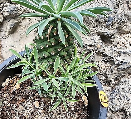 Euphorbia hypogaea 06212