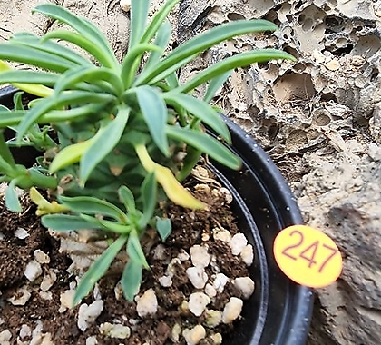 Euphorbia hypogaea 062177