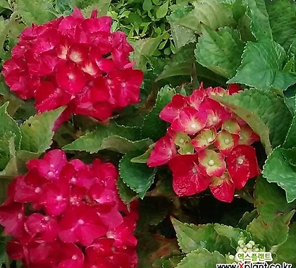 원예수국  랜덤 16CM포트   꽃다발  화분   실내용  절화   수국 꽃보러가자