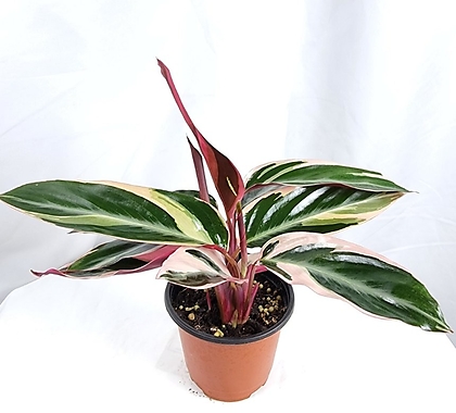 칼라데아 멀티칼라  Multicolor 공기정화식물 인테리어 플랜테리어 키우기쉬운식물