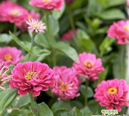 꽃씨앗 백일홍 핑크 (30립) -일년초