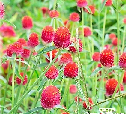 꽃씨앗 천일홍 선홍색 레드 (20립) -일년초