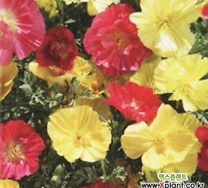 꽃씨앗 캘리포니아 양귀비 옐로 (1g) -이년초