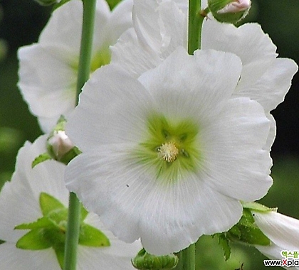 꽃씨앗 접시꽃 흰색 (20립) -다년초