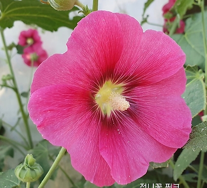 꽃씨앗 접시꽃 핑크 (20립) -다년초