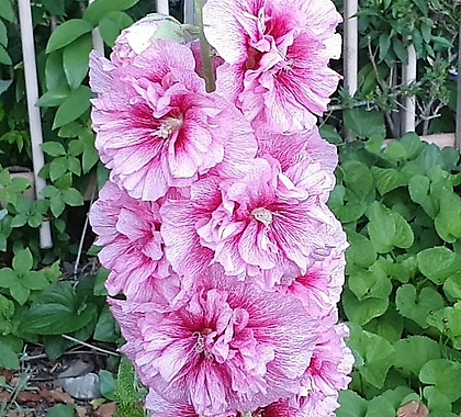 꽃씨앗 겹접시꽃 핑크 (10립) -이년초