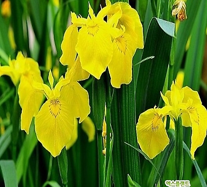 꽃씨앗 노랑꽃창포 (30립) -다년초
