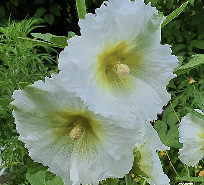 꽃씨앗 톱니(주름) 접시꽃 흰색 (10립) -이년초