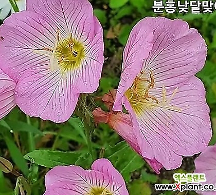 꽃씨앗 분홍 낮달맞이 (100립) -다년초