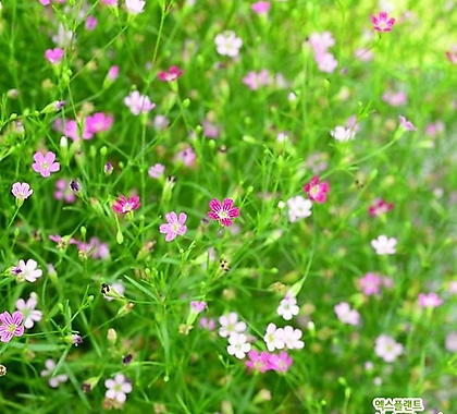 꽃씨앗 안개초 핑크 (200립) -일년초