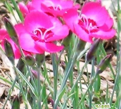 꽃씨앗 상록패랭이 퍼플 (200립) -다년초