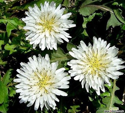 꽃씨앗 흰 민들레 (50립) -다년초