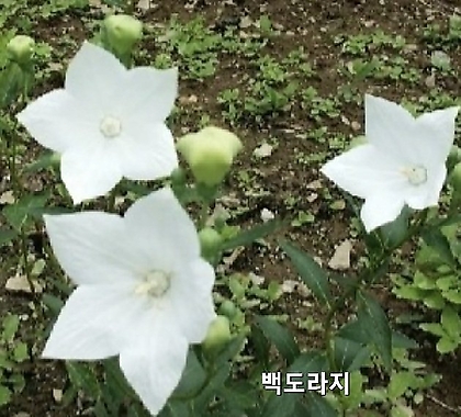 꽃씨앗 백도라지 (200립) -다년초