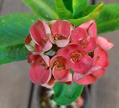 빨강투톤 퀸꽃기린(30cm)