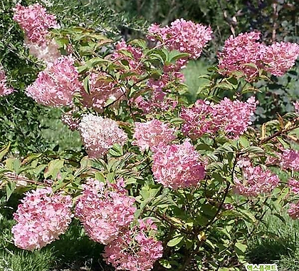 유럽목수국 메가 펄 18cm포트 목수국  유럽수국  월동수국  여름꽃  나무묘목  정원수 화이트,핑크꽃   꽃보러가자