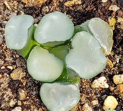 Haworthia maughanii 10