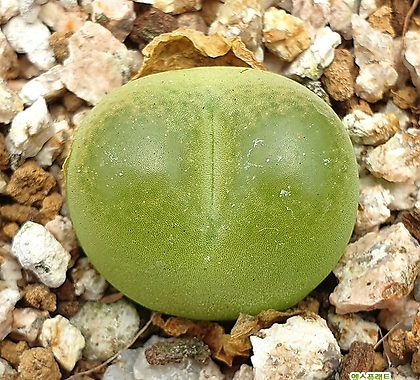 Conophytum 毛汉尼(green) 
