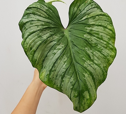 [큰잎] 필로덴드론 마메이  3 / 동일품배송