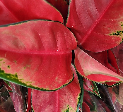 붉다붉어아글레오네마지리홍실내식물공기정화식물수경재배엑스플랜트엑플 
