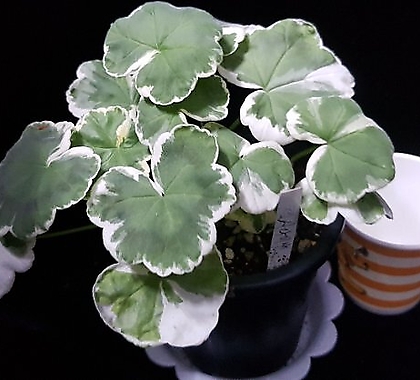 Geranium/Pelargonium 