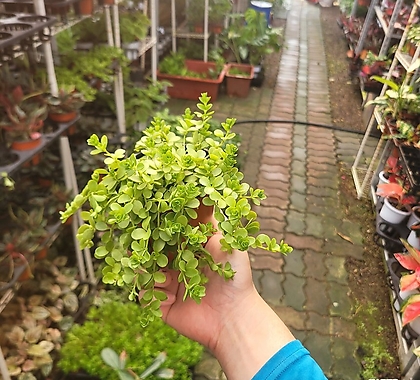 개업화분 관엽식물 이사벨라페페 소품 10-25cm 29