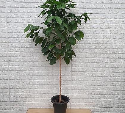 커피나무 대품48 - 공기정화식물