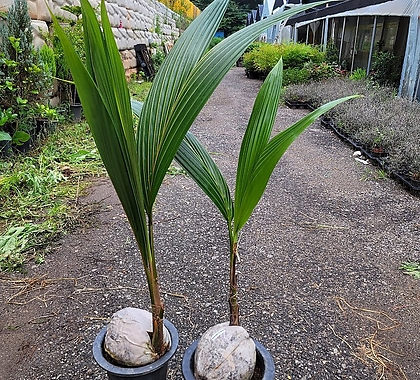코코넛야자(수입식물) 재입고80 90cm