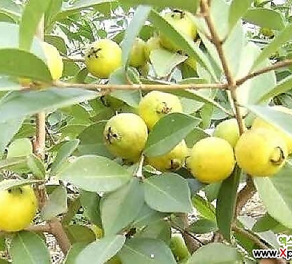 구아바나무-열매달린성목당뇨에 탁월
