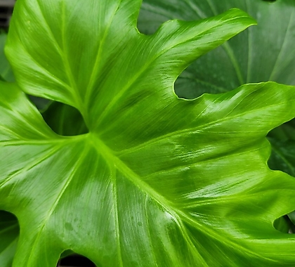 호프셀렘 호프쎌렘 실내식물 인테리어식물 공기정화식물