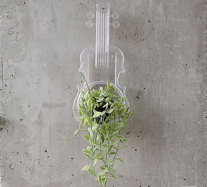 어스로 투명 바이올린 투명 오브제 디시디아 세트 공기정화식물 인테리어 공중식물 에어플랜트