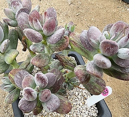 Cotyledon orbiculata cv variegated 08012