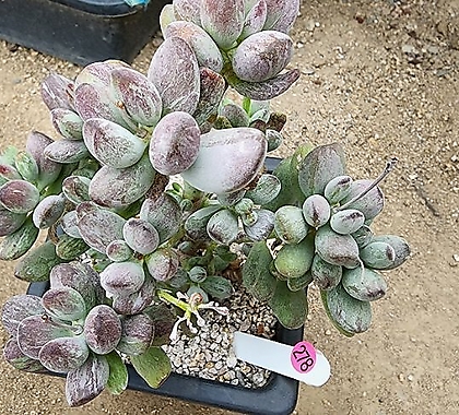 Cotyledon orbiculata cv variegated 08017