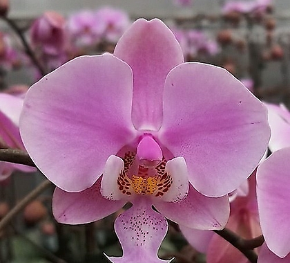 Phalaenopsis .Phal.schilleriana.....