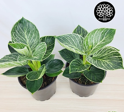 canna cleopatra plant Cleopatra Canna Lily – Plant Detectives