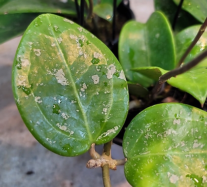파라디시카 호야걸이 (잎에 무늬가 매력적인 아이에요)