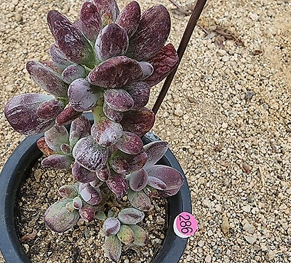 Cotyledon orbiculata cv variegated 08081
