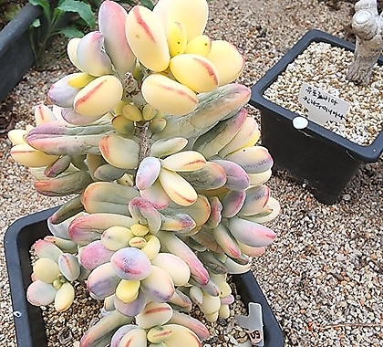 Cotyledon orbiculata cv variegated 08085