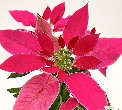 포인세티아 러브유 핑크 (풍성소품) 여름에 미리만나는 핑크빛 크리스마스