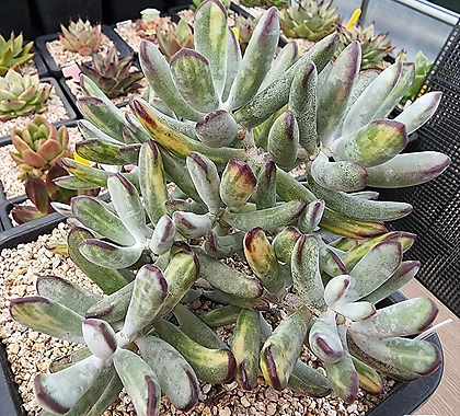 Cotyledon orbiculata cv variegated 02