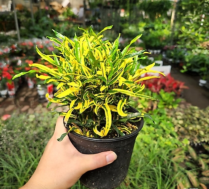 실크로톤 02번 밝은 노랑빛잎 인기공기정화식물