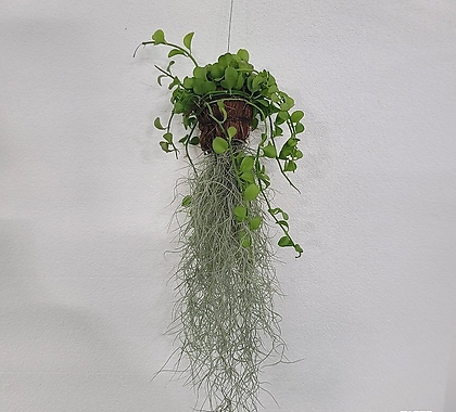 실내공기정화식물 디시디아그린반볼 수염틸란드시아 50-70cm 95