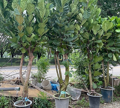 떡갈고무나무 2.5M