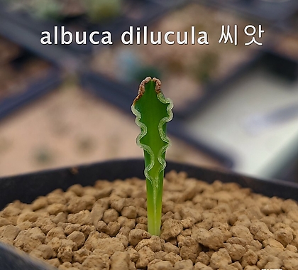 (씨앗5립)Albuca dilucula 알부카 딜루쿨라 희귀 씨앗