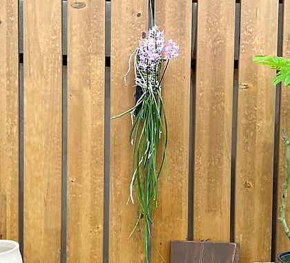 세이덴파데니아 미트라타 은은한 꽃향기