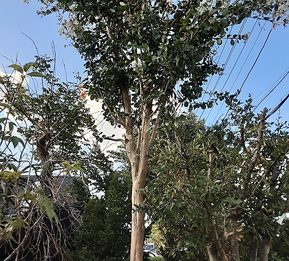 흰색베롱나무(동일품)