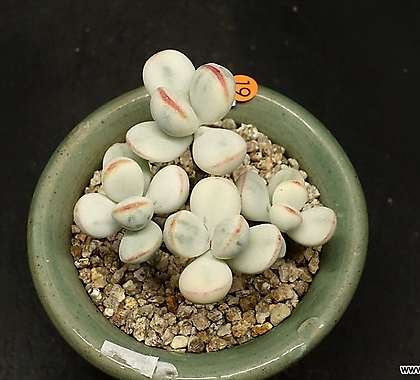 Cotyledon orbiculata cv variegated -4