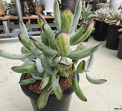 Cotyledon orbiculata cv variegated 090428