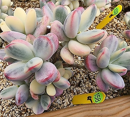 Cotyledon orbiculata cv variegated 090866